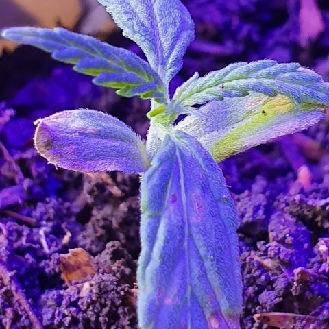 Genética desconocida growlog photo: Cambio de distancia y manejo de humedad 