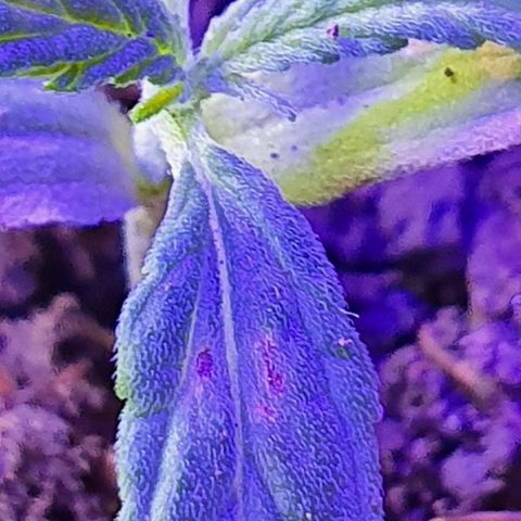 Genética desconocida growlog photo: Cambio de distancia y manejo de humedad 