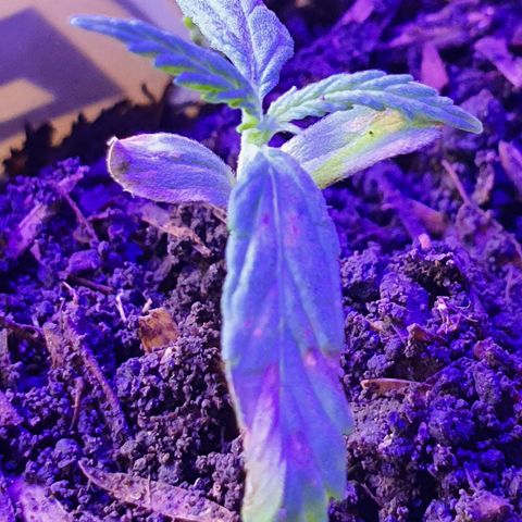 Genética desconocida growlog photo: Cambio de distancia y manejo de humedad 