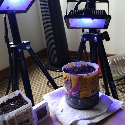 Genética desconocida growlog photo: Cambio de distancia y manejo de humedad 