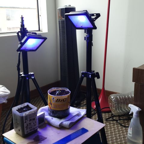 Genética desconocida growlog photo: Cambio de distancia y manejo de humedad 