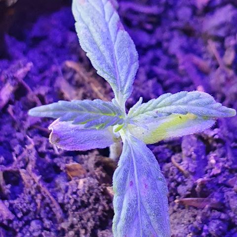 Genética desconocida growlog photo: Cambio de distancia y manejo de humedad 