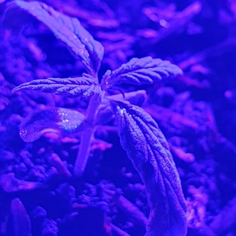 Genética desconocida growlog photo: Se aumentó la cantidad de sustrato para estimular el sistema radicular, junto a una mayor exposición a la luz a corta distancia,  la temperatura mínima estaba en 18°c grados con la calefacción se subió a 20°c