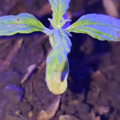Genética desconocida growlog photo: Se aumentó la cantidad de sustrato para estimular el sistema radicular, junto a una mayor exposición a la luz a corta distancia,  la temperatura mínima estaba en 18°c grados con la calefacción se subió a 20°c