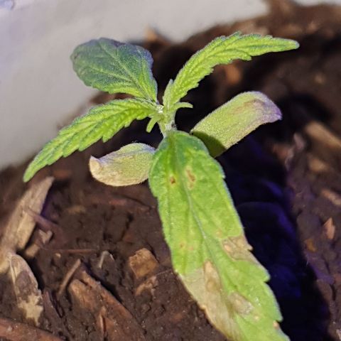 Genética desconocida growlog photo: Se aumentó la cantidad de sustrato para estimular el sistema radicular, junto a una mayor exposición a la luz a corta distancia,  la temperatura mínima estaba en 18°c grados con la calefacción se subió a 20°c