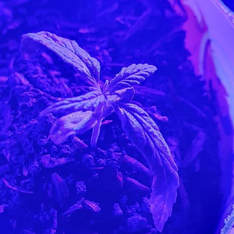 Genética desconocida growlog photo: Se aumentó la cantidad de sustrato para estimular el sistema radicular, junto a una mayor exposición a la luz a corta distancia,  la temperatura mínima estaba en 18°c grados con la calefacción se subió a 20°c