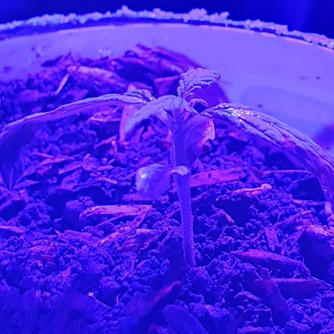 Genética desconocida growlog photo: Se aumentó la cantidad de sustrato para estimular el sistema radicular, junto a una mayor exposición a la luz a corta distancia,  la temperatura mínima estaba en 18°c grados con la calefacción se subió a 20°c