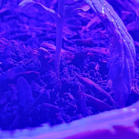 Genética desconocida growlog photo: Se aumentó la cantidad de sustrato para estimular el sistema radicular, junto a una mayor exposición a la luz a corta distancia,  la temperatura mínima estaba en 18°c grados con la calefacción se subió a 20°c