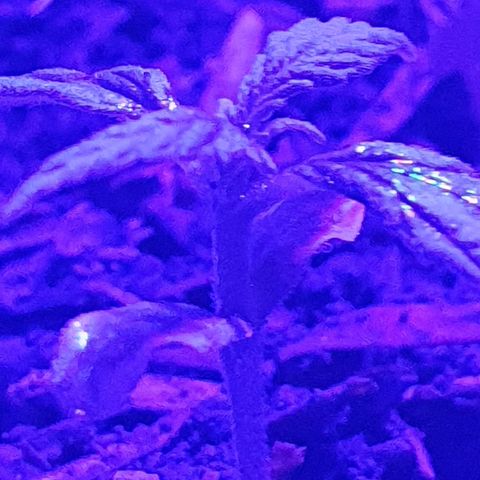 Genética desconocida growlog photo: Se aumentó la cantidad de sustrato para estimular el sistema radicular, junto a una mayor exposición a la luz a corta distancia,  la temperatura mínima estaba en 18°c grados con la calefacción se subió a 20°c