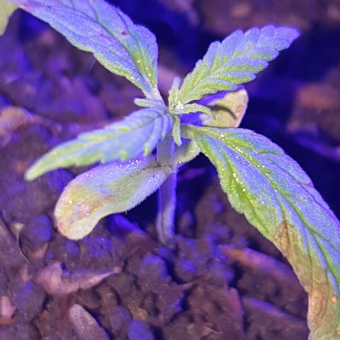 Genética desconocida growlog photo: Se aumentó la cantidad de sustrato para estimular el sistema radicular, junto a una mayor exposición a la luz a corta distancia,  la temperatura mínima estaba en 18°c grados con la calefacción se subió a 20°c