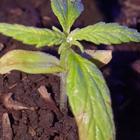 Genética desconocida growlog photo: Se aumentó la cantidad de sustrato para estimular el sistema radicular, junto a una mayor exposición a la luz a corta distancia,  la temperatura mínima estaba en 18°c grados con la calefacción se subió a 20°c