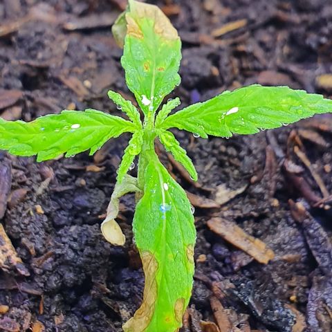 Genética desconocida growlog photo: Esperanza se está comportando cómo se esperaba, mas hojas menos crecimiento de radicula
