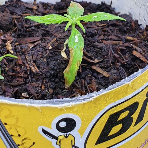 Genética desconocida growlog photo: Esperanza se está comportando cómo se esperaba, mas hojas menos crecimiento de radicula

