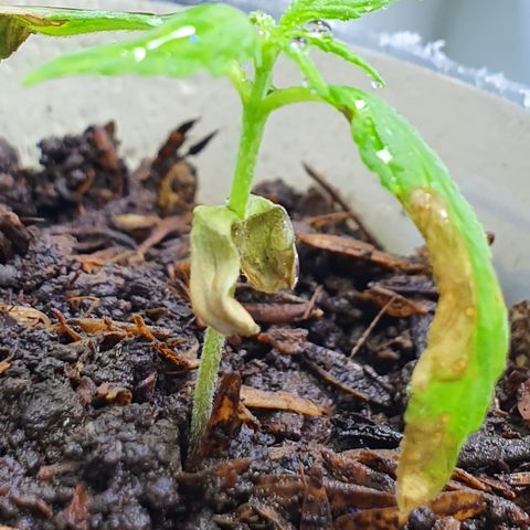 Genética desconocida growlog photo: Esperanza se está comportando cómo se esperaba, mas hojas menos crecimiento de radicula
