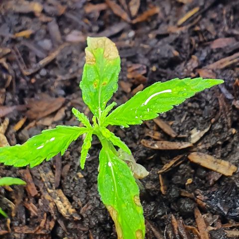 Genética desconocida growlog photo: Esperanza se está comportando cómo se esperaba, mas hojas menos crecimiento de radicula

