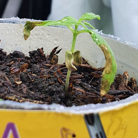 Genética desconocida growlog photo: Esperanza se está comportando cómo se esperaba, mas hojas menos crecimiento de radicula

