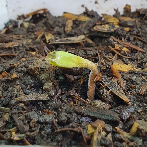 Genética desconocida growlog photo: Germino MiLeiddy 