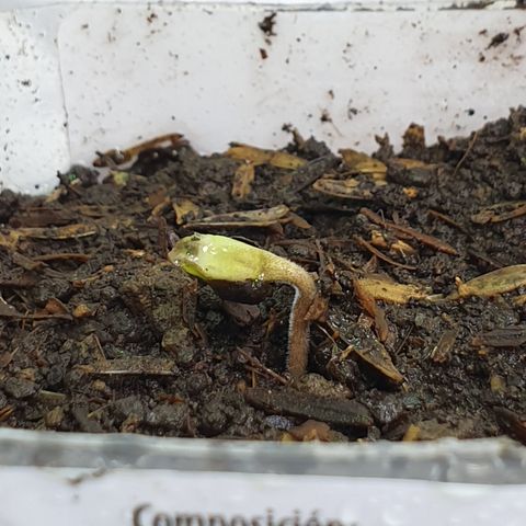 Genética desconocida growlog photo: Germino MiLeiddy 