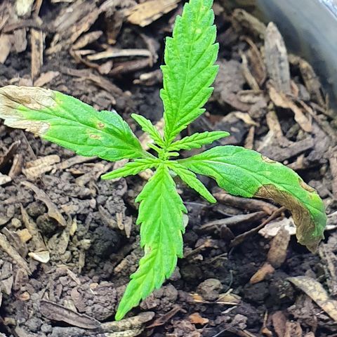 Genética desconocida growlog timeline photo