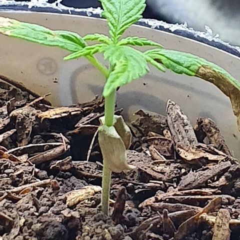 Genética desconocida growlog timeline photo