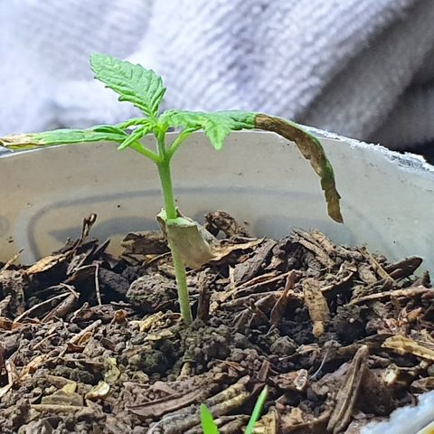 Genética desconocida growlog timeline photo