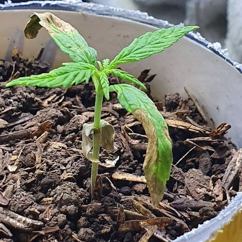 Genética desconocida growlog timeline photo