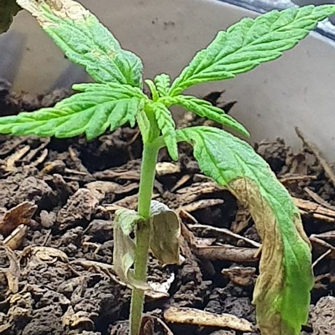Genética desconocida growlog timeline photo