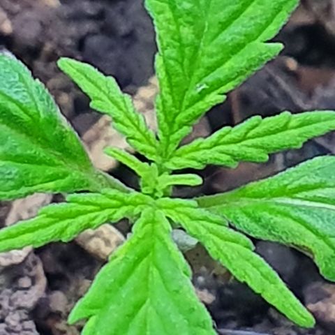 Genética desconocida growlog timeline photo