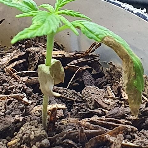 Genética desconocida growlog timeline photo