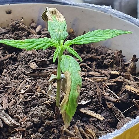 Genética desconocida growlog timeline photo