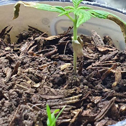 Genética desconocida growlog timeline photo