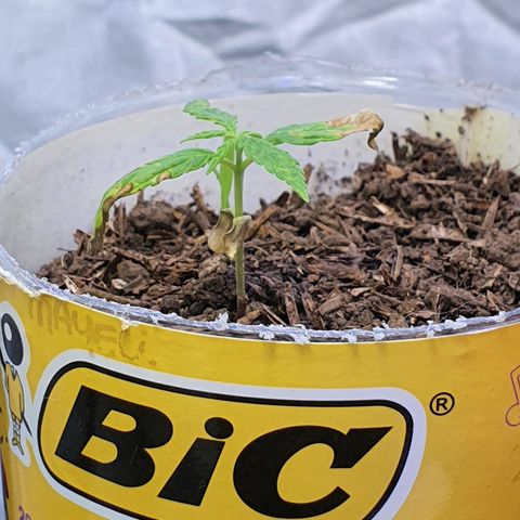 Genética desconocida growlog photo: Riego 