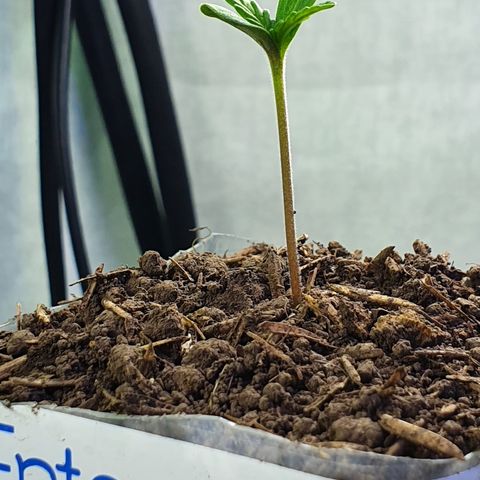 Genética desconocida growlog photo: Crece demasiado rápido 