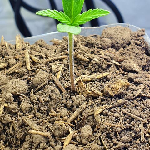 Genética desconocida growlog photo: Crece demasiado rápido 