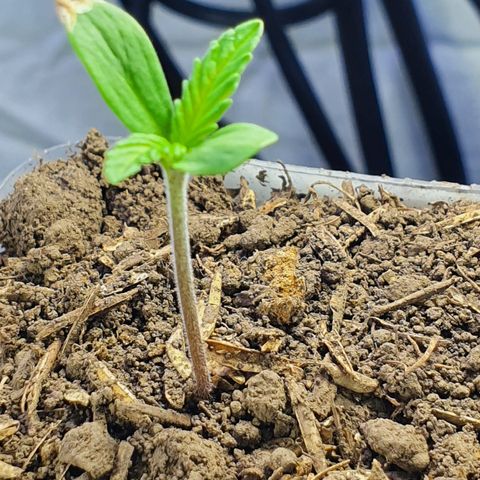 Genética desconocida growlog photo: Crece demasiado rápido 