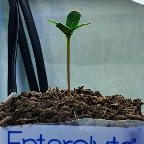 Genética desconocida growlog photo: Crece demasiado rápido 