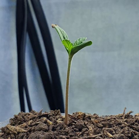 Genética desconocida growlog photo: Crece demasiado rápido 