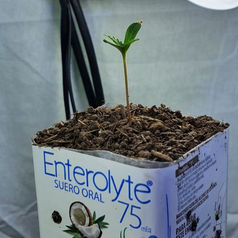 Genética desconocida growlog photo: Crece demasiado rápido 