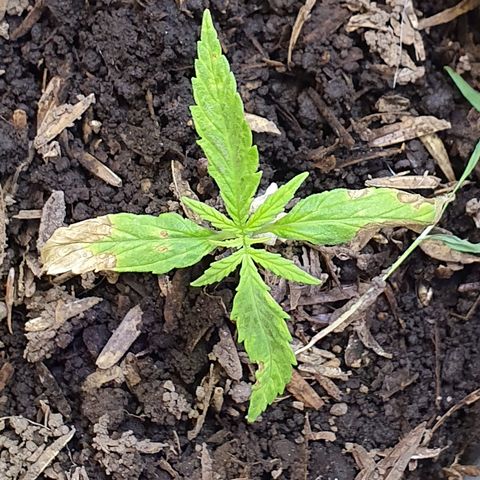 Genética desconocida growlog timeline photo