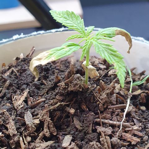 Genética desconocida growlog timeline photo