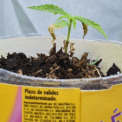 Genética desconocida growlog timeline photo