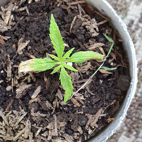 Genética desconocida growlog timeline photo