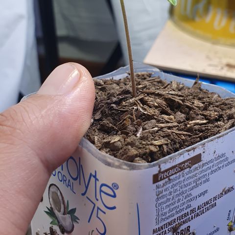 Genética desconocida growlog photo: Crece muy rápido va a necesitar un transplante