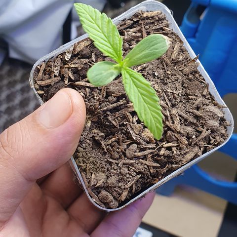 Genética desconocida growlog photo: Crece muy rápido va a necesitar un transplante