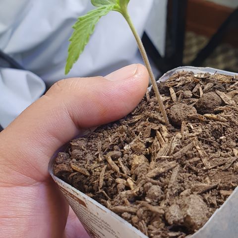 Genética desconocida growlog photo: Crece muy rápido va a necesitar un transplante