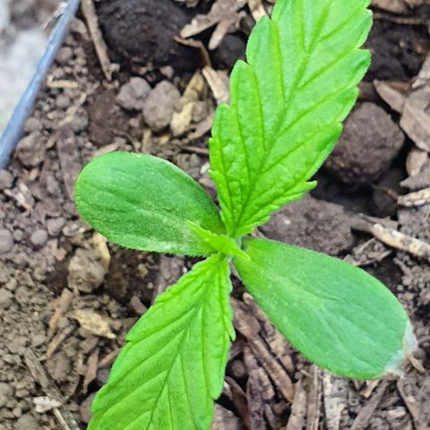 Genética desconocida growlog photo: Crece muy rápido va a necesitar un transplante