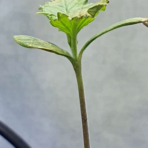 Genética desconocida growlog photo: El agua de riego tiene un EC de 0270 y exceso de cloro,  se procede a usar un agua embotelladas para hacer limpieza de Raíces 
