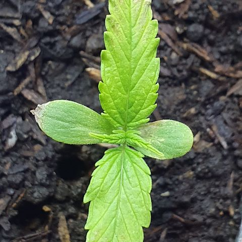 Genética desconocida growlog photo: El agua de riego tiene un EC de 0270 y exceso de cloro,  se procede a usar un agua embotelladas para hacer limpieza de Raíces 
