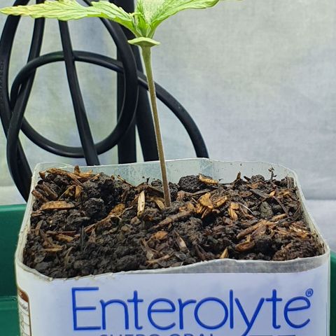 Genética desconocida growlog photo: El agua de riego tiene un EC de 0270 y exceso de cloro,  se procede a usar un agua embotelladas para hacer limpieza de Raíces 
