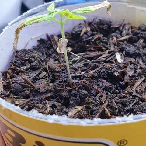 Genética desconocida growlog photo: La plántula presenta clorosis avanzada Se notan unas manchas de color café en el lomo de la hoja y en las puntas los cotiledones se han caído muy rápido la planta parece que se estanco. Aparentemente la clorosis avanzada es producto del uso de un agua con exceso de cloro lo cual aumentó las sales del sustrato